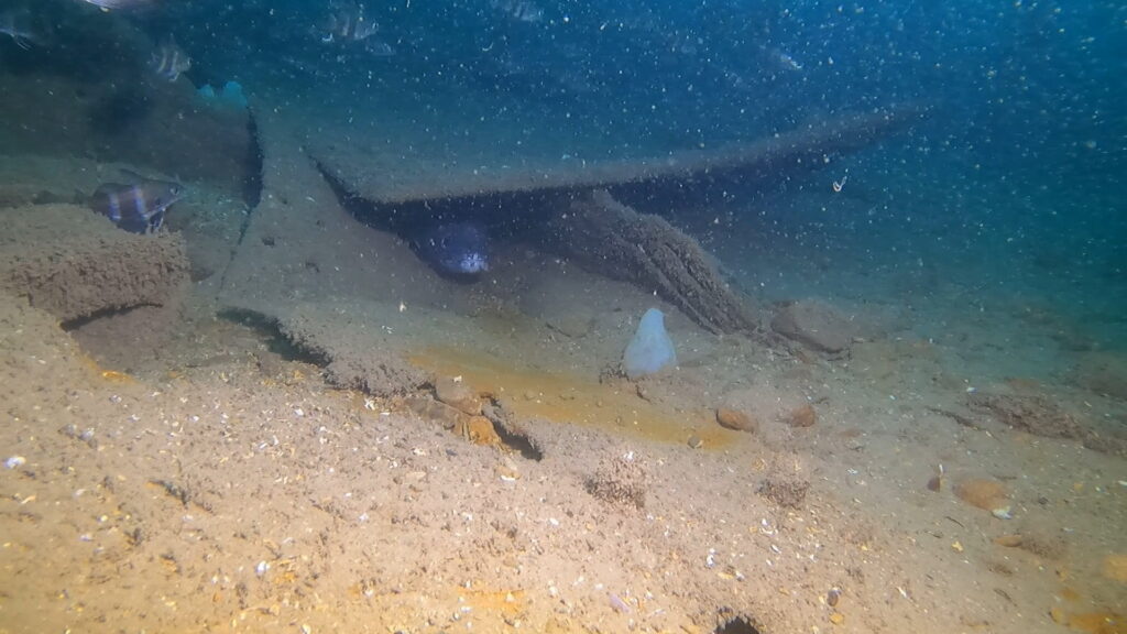 a conger eel on a wreck in the uk