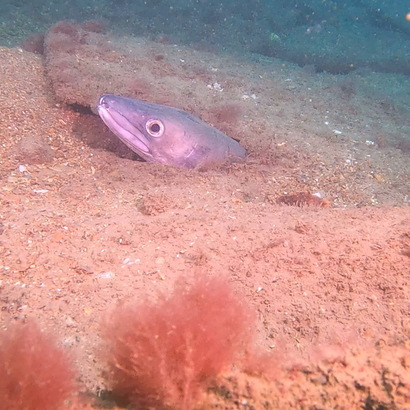 a conger eel