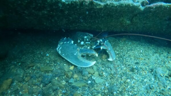 Easter Dives 2022