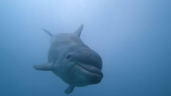 Dolphin Reef – 11th May 2025